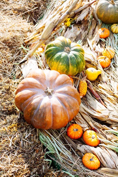 Montón Calabazas Vendidas Mercado Para Halloween Decoraciones Otoño Calabazas Varias — Foto de Stock