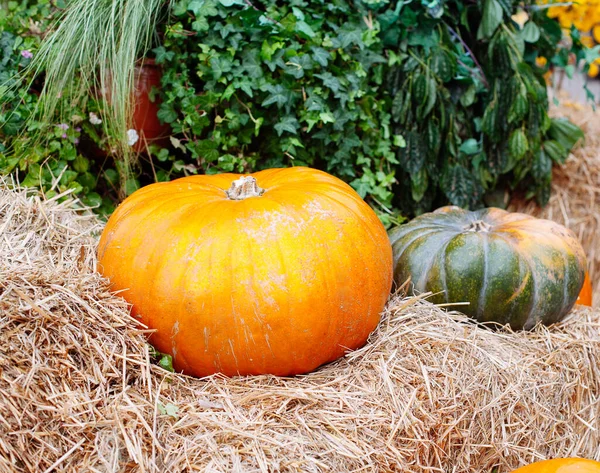 Montón Calabazas Vendidas Mercado Para Halloween Decoraciones Otoño Calabazas Varias — Foto de Stock