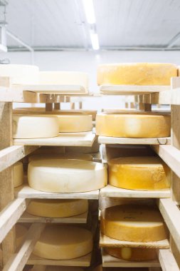 İnek sütü peyniri, ahşap raflarda depolanmış ve olgunlaşması için bırakılmış. El yapımı ürün
