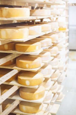 İnek sütü peyniri, ahşap raflarda depolanmış ve olgunlaşması için bırakılmış. El yapımı ürün