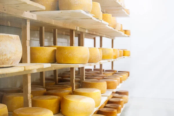 Cow milk cheese, stored in a wooden shelves and left to mature. Handmade product