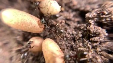 Karınca yuvasında yumurtalarını taşıyan kaotik bir karınca kümesinin yakın plan süper makro görüntüsü.