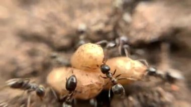 Karınca yuvasında yumurtalarını taşıyan kaotik bir karınca kümesinin yakın plan süper makro görüntüsü.