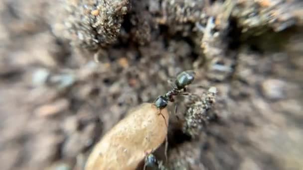 흙으로 개미집에서 무리의 초거대 사진을 클로즈업 — 비디오