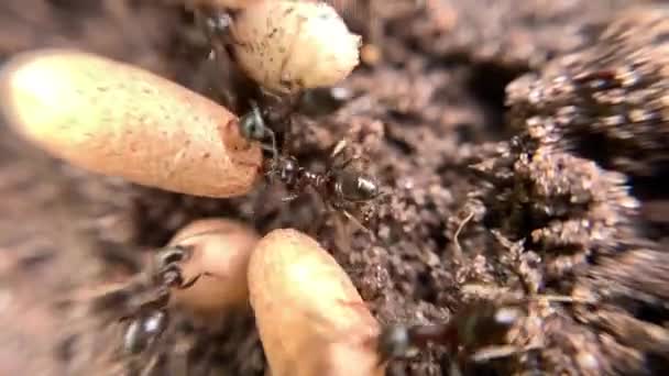 一群杂乱无章的蚂蚁把它们的蛋放进土堆里 把它们的宏观镜头挡住了 — 图库视频影像