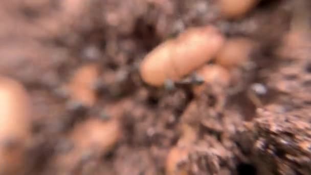 Primer Plano Super Macro Disparo Grupo Caótico Hormigas Llevando Sus — Vídeo de stock