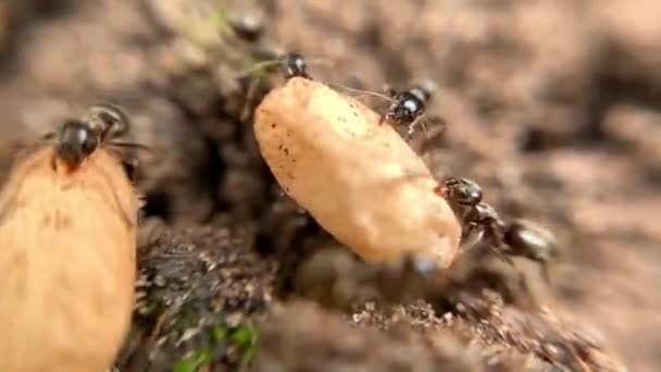 Zbliżenie Super Makro Ujęcie Chaotycznej Gromady Mrówek Niosących Jajka Mrowisku — Wideo stockowe