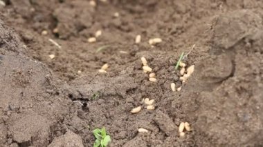 Karınca yuvasında yumurtalarını taşıyan kaotik bir karınca kümesinin yakın plan süper makro görüntüsü.