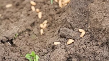 Karınca yuvasında yumurtalarını taşıyan kaotik bir karınca kümesinin yakın plan süper makro görüntüsü.