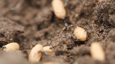 Karınca yuvasında yumurtalarını taşıyan kaotik bir karınca kümesinin yakın plan süper makro görüntüsü.