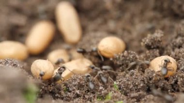 Karınca yuvasında yumurtalarını taşıyan kaotik bir karınca kümesinin yakın plan süper makro görüntüsü.