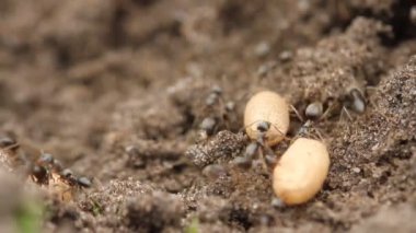 Karınca yuvasında yumurtalarını taşıyan kaotik bir karınca kümesinin yakın plan süper makro görüntüsü.