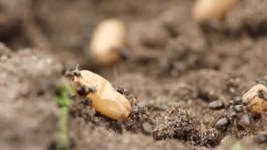 Karınca yuvasında yumurtalarını taşıyan kaotik bir karınca kümesinin yakın plan süper makro görüntüsü.