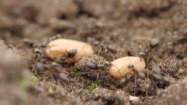 Karınca yuvasında yumurtalarını taşıyan kaotik bir karınca kümesinin yakın plan süper makro görüntüsü.