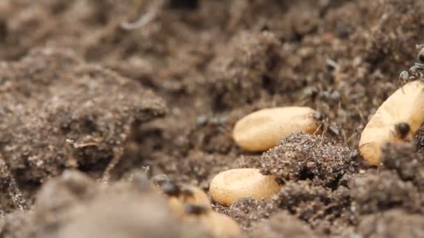 Closeup Super Macro Shot Chaotic Cluster Ants Carrying Eggs Earthen — Stock Video