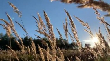 Gün batımının arka planında geniş bir tarlada kabarık kuru otlar. Güneşli bir sonbahar gününde rüzgardan dolayı çim yaprakları sallanıyor.