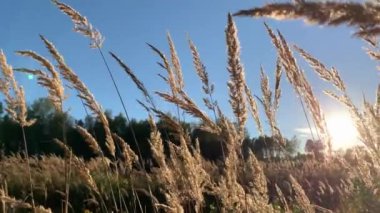 Gün batımının arka planında geniş bir tarlada kabarık kuru otlar. Güneşli bir sonbahar gününde rüzgardan dolayı çim yaprakları sallanıyor.