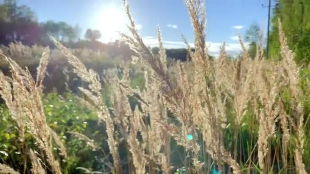 Espiguillas Esponjosas Hierba Seca Campo Grande Fondo Del Atardecer Cuchillas — Vídeo de stock