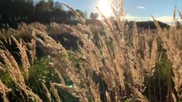 Espiguillas Esponjosas Hierba Seca Campo Grande Fondo Del Atardecer Cuchillas — Vídeos de Stock