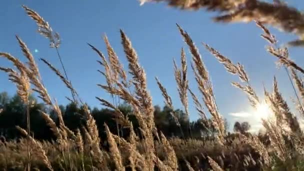 Fluffy Spikelets Dry Grass Large Field Sunset Background Blades Grass — Stock Video