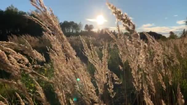 夕日の背景に大きなフィールドに乾燥した草のふわふわの小花 秋の晴れた日には風によって草が揺れる — ストック動画