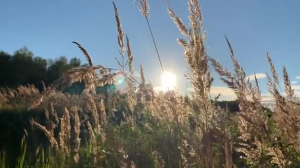 落日背景下的一个大田里 长满了蓬松的干草小穗 秋天阳光灿烂的日子里 风吹来的草叶摇曳着 — 图库视频影像