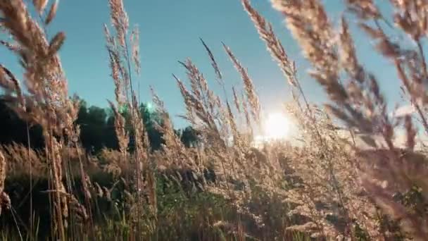 Chlupaté Hroty Suché Trávy Velkém Poli Pozadí Západu Slunce Lopatky — Stock video