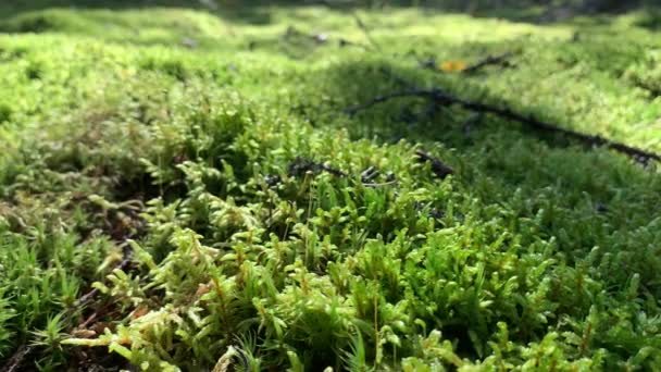 Vue Rapprochée Mousse Dans Une Belle Forêt Concept Nature Sauvage — Video
