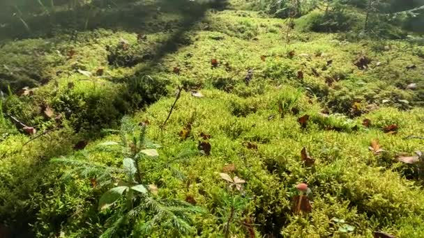 Güzel Bir Ormandaki Yosun Manzarasını Kapat Vahşi Doğa Konsepti — Stok video