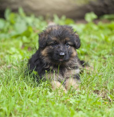 Köpek çim üzerinde yalan