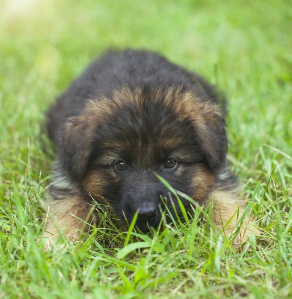 小狗在草地上 — 图库照片