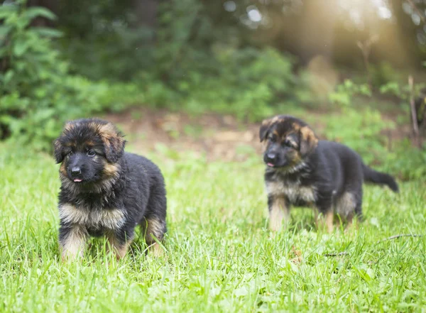 Cachorros corriendo sobre hierba —  Fotos de Stock