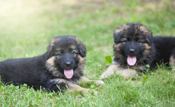 Pups liggen op gras — Stockfoto