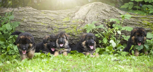 Cachorros acostados sobre hierba —  Fotos de Stock