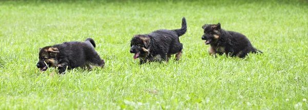 Correr cachorros en la hierba — Foto de Stock