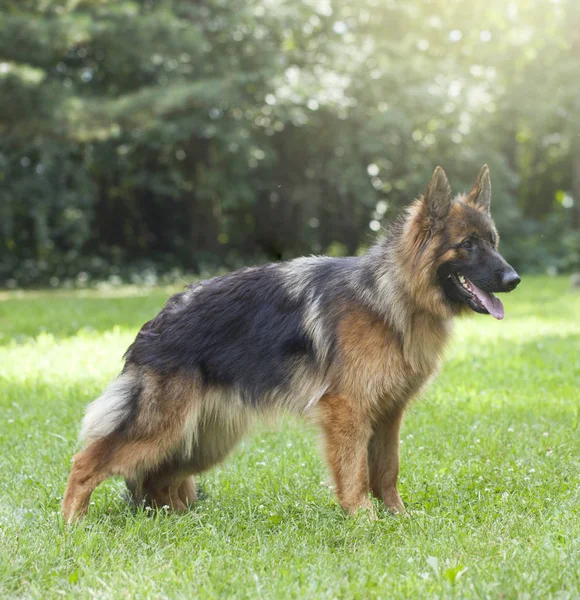 German shepherd dog — Stock Photo, Image