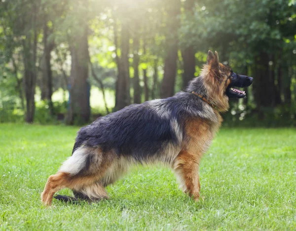 Cão pastor alemão — Fotografia de Stock