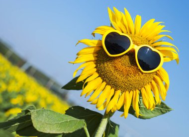 Ayçiçeği güneş gözlüğü ile