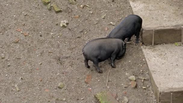 Pink and black shaggy pigs run in the mud, Austria — Stock Footage Pink Black Shaggy Pigs Run Mud Austria Royalty Free Stock Footage