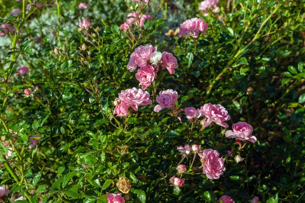 Flowers of a pink fairy rose in a summer garden, natural landscape design and gardening