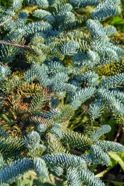 Background of silver spruce needles in the summer garden, natural landscape design and gardening — Stock Image Background Silver Spruce Needles Summer Garden Natural Landscape Design Gardening Stock Picture