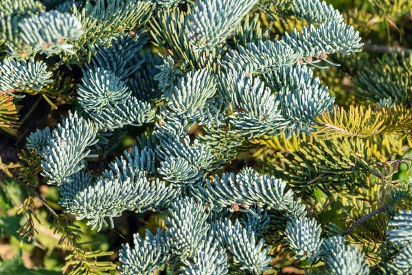 Background of silver spruce needles in the summer garden, natural landscape design and gardening — Stock Image Background Silver Spruce Needles Summer Garden Natural Landscape Design Gardening Stock Picture