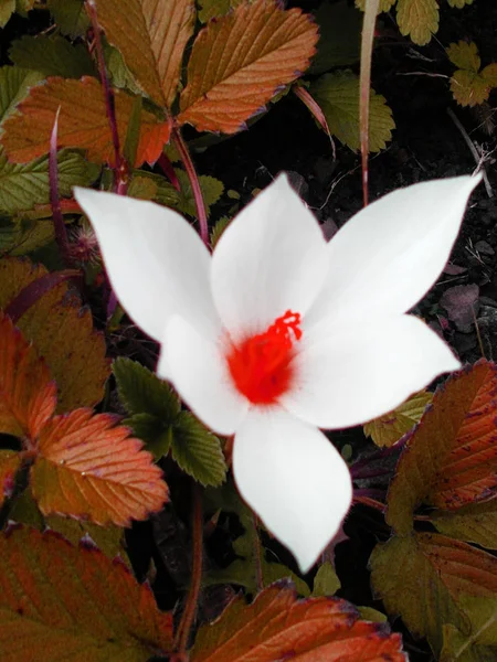 Parlak ve renkli sonbahar yaprakları karşı kırmızı orta ile büyük bir beyaz çiçek
