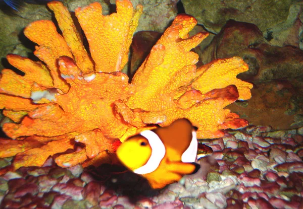 Mavi bir arka plan ve yaşam taş bir arka plan üzerinde parlak sarı mercan vardır. Mercan tropik bir dizili, biraz bulanık parlak balık var. Aşağıda küçük kahverengi taş hafif bulanık bir arka plan olduğunu.