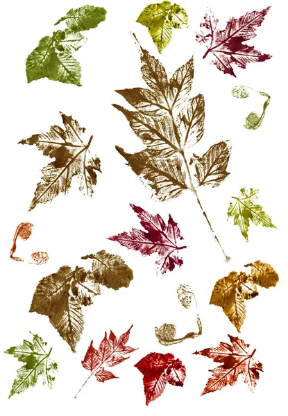 Beyaz arka plan üzerinde izole sonbahar yaprak suluboya renkli yazdırır