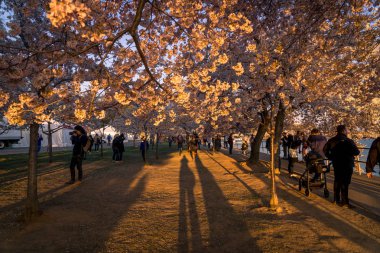 Gün batımında Cherry Blossom Festival Nisan 2018, Washington, Dc