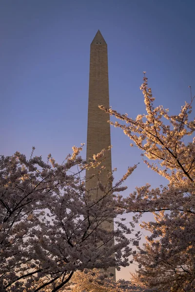 Washington, Dc Cherry Blossom Festivali ve Washington Anıtı