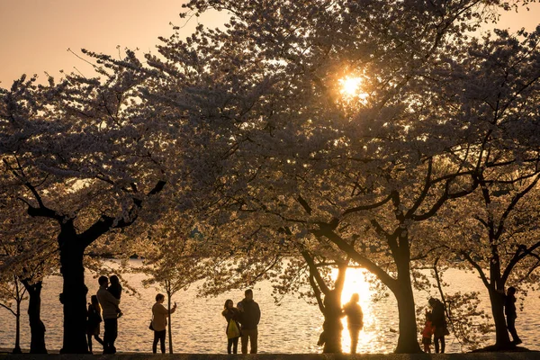 Gün batımında Cherry Blossom Festival Nisan 2018, Washington, Dc