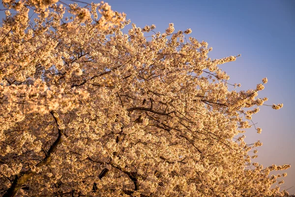 Washington, Dc Cherry Blossom Festival çiçek açan çiçekleri