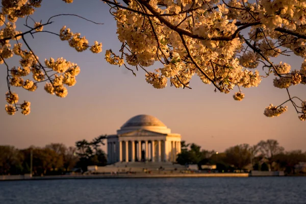 Washington, Dc Cherry Blossom Festivali ve Jeffersom Anıtı